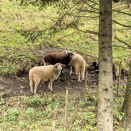 Pircher Apartamento *